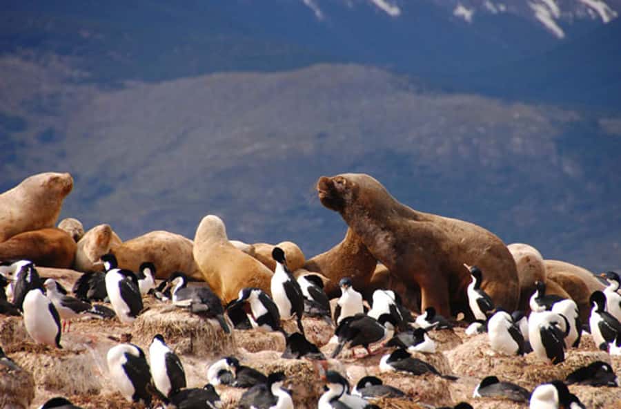 From Ushuaia: Penguin Watching Tour by Catamaran - Les Eclaireurs Lighthouse and the end of the route