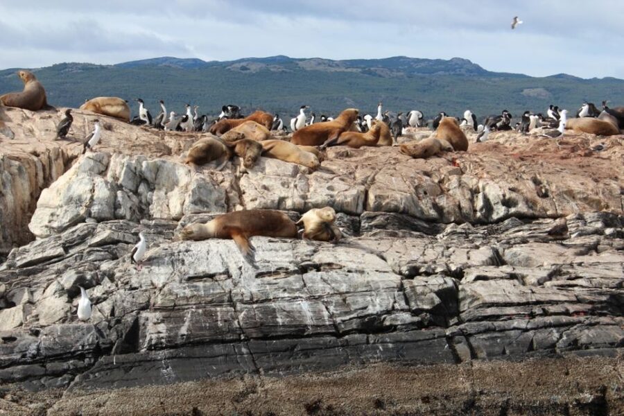 From Ushuaia: Penguin Watching Tour by Catamaran - The main stop at Martillo Island