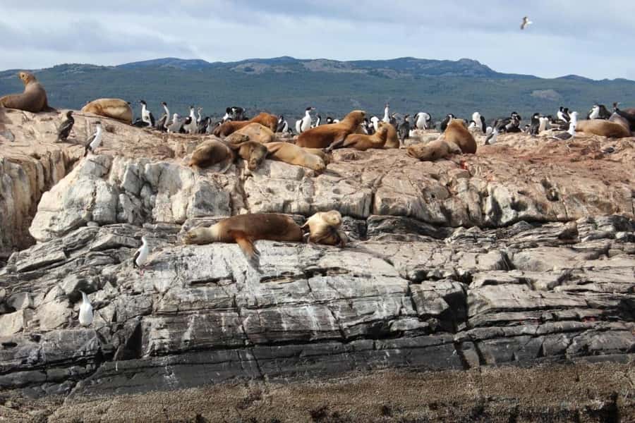 From Ushuaia: Penguin Watching Tour by Catamaran - Cormorant islands and a working seabird colony