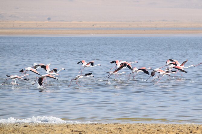 Full-Day Bird Watching Private Experience at Fayoum - Key points to know before you book