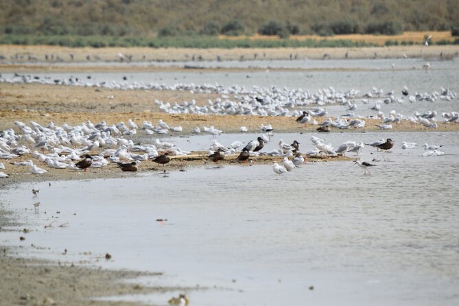 Full-Day Bird Watching Private Experience at Fayoum - From Cairo to Qarun Lake at 6:00 am