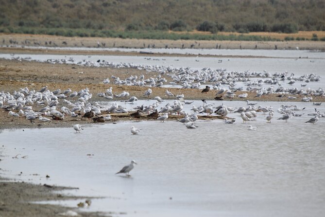 Full-Day Bird Watching Private Experience at Fayoum - Roadside stops and farmland near the lake