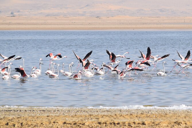 Full-Day Bird Watching Private Experience at Fayoum - What the $120 price really covers