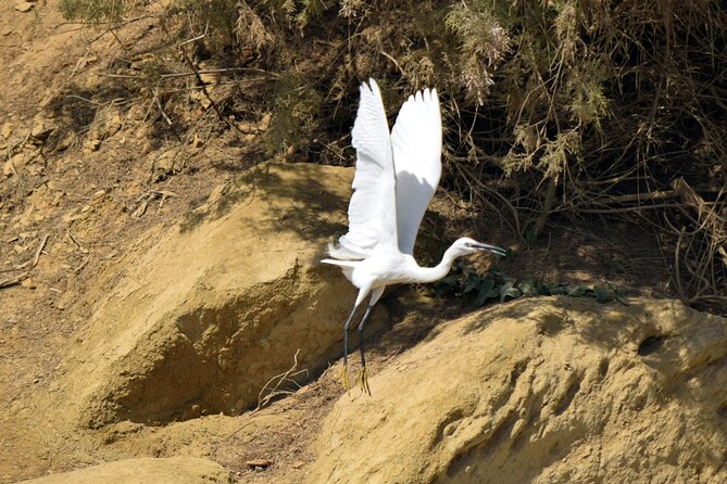 Full-Day Bird Watching Private Experience at Fayoum - Who will enjoy this private birding day