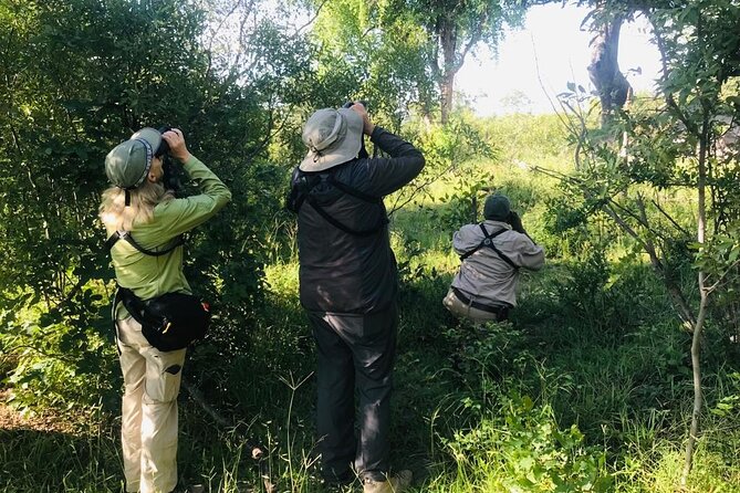 Full Day Birding Zambezi National Park Includes Picnic Lunch - Key points for planning your birding day