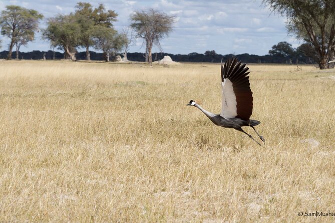 Full Day Birding Zambezi National Park Includes Picnic Lunch - Why dawn is the right time to leave Victoria Falls