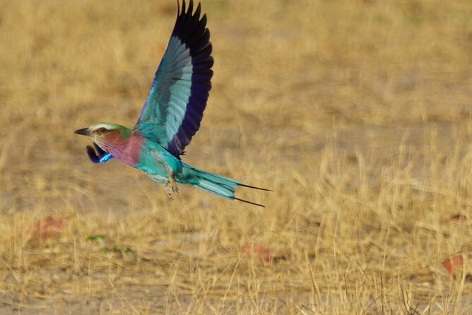 Full Day Birding Zambezi National Park Includes Picnic Lunch - What changes from morning to afternoon