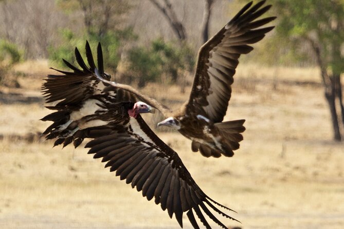Full Day Birding Zambezi National Park Includes Picnic Lunch - How much value do you get for $200?
