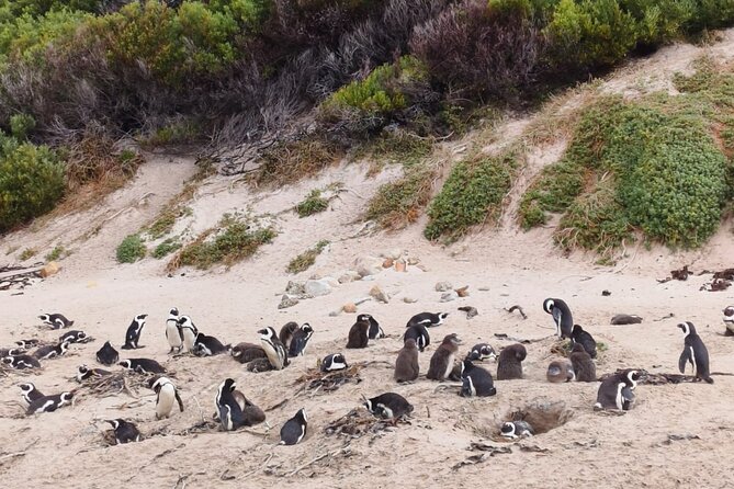 Full Day Cape of Good Hope and Boulders Beach Penguins Tour - Hout Bay adds a harbor stop and optional boat trip