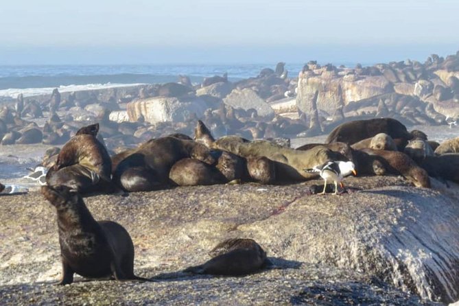 FULL Day Cape of Good Hope and Boulders Penguin Colony - Chapman’s Peak Drive is the scenic spine of the day