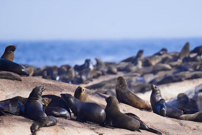 FULL Day Cape of Good Hope and Boulders Penguin Colony - Cape Point Nature Reserve deserves your longest stop