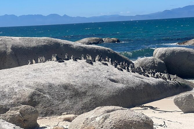 Full-Day Cape of Good Hope and Table Mountain with Penguins Tour - Two hours above the city on Table Mountain
