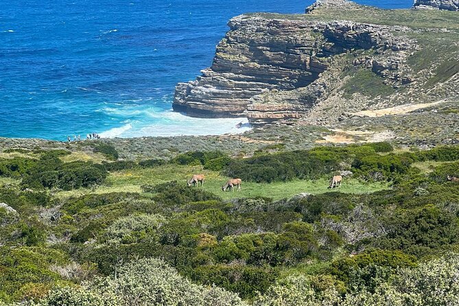 Full-Day Cape of Good Hope and Table Mountain with Penguins Tour - Boulders Beach and its African penguins