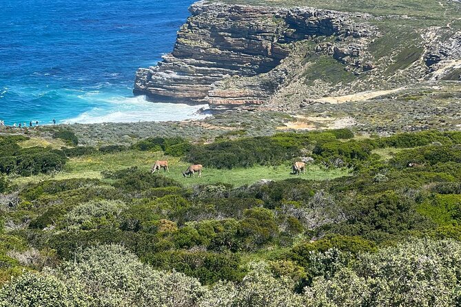 Full-Day Cape of Good Hope and Table Mountain with Penguins Tour - Chapman’s Peak and the coastal road home