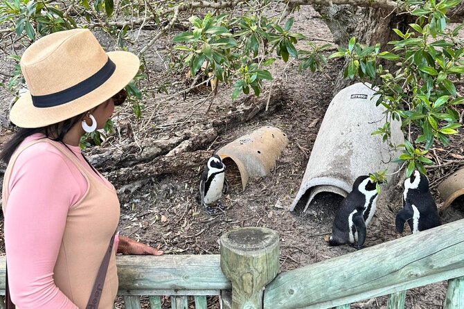 Full Day Cape Peninsula, Bo Kaap & Penguins Small Group Tour - Chapman’s Peak makes the drive part of the attraction