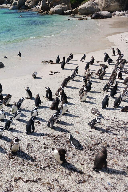 Full Day - Cape Point and Penguins Plus Table Mountain - Muizenberg’s colorful beach huts