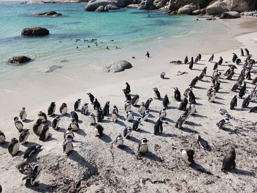 Full Day - Cape Point and Penguins Plus Table Mountain - Table Mountain and the city from above