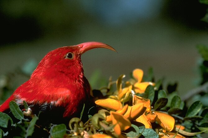 Full-Day Hakalau Forest Reserve Bird Watching Adventure - The rare birds you may search for