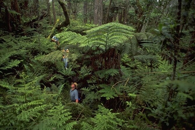 Full-Day Hakalau Forest Reserve Bird Watching Adventure - Who should book this Hakalau outing