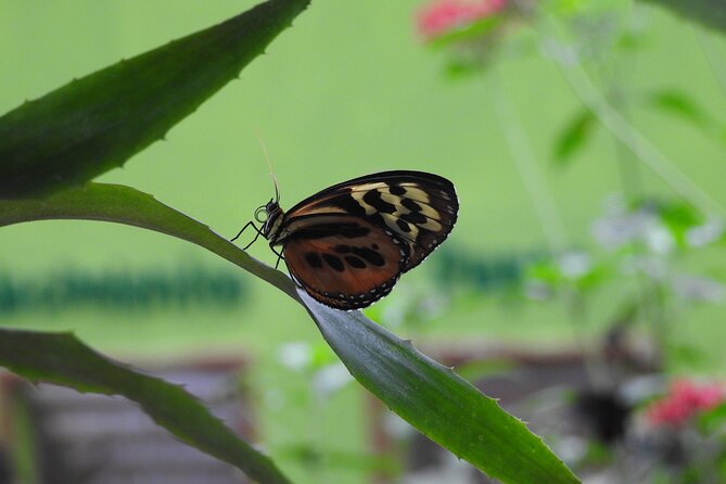 Full-Day Mindo Cloud Forest Tour Birdwatching Waterfalls and Hike - Why this Quito to Mindo day trip works