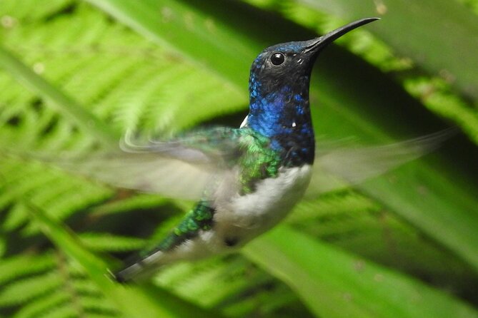 Full-Day Mindo Cloud Forest Tour Birdwatching Waterfalls and Hike - What the $189 price includes