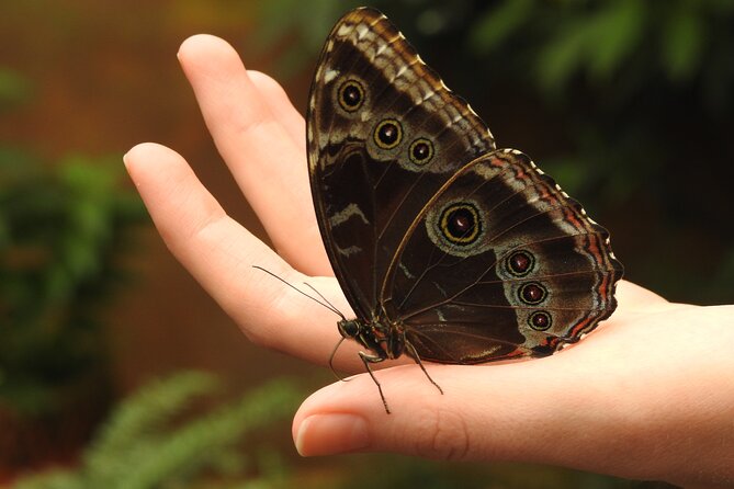 Full-Day Mindo Cloud Forest Tour Birdwatching Waterfalls and Hike - Pululahua Volcano gives you a quick first look