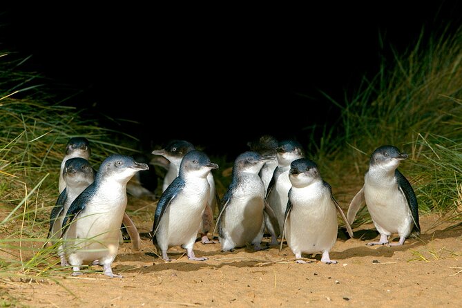 Full-Day Penguins and Wildlife Nature Experience from Melbourne - Cape Woolamai brings surf and sand into the schedule