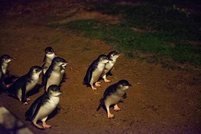 Full-Day Penguins and Wildlife Nature Experience from Melbourne - The Nobbies is more than a quick photo stop