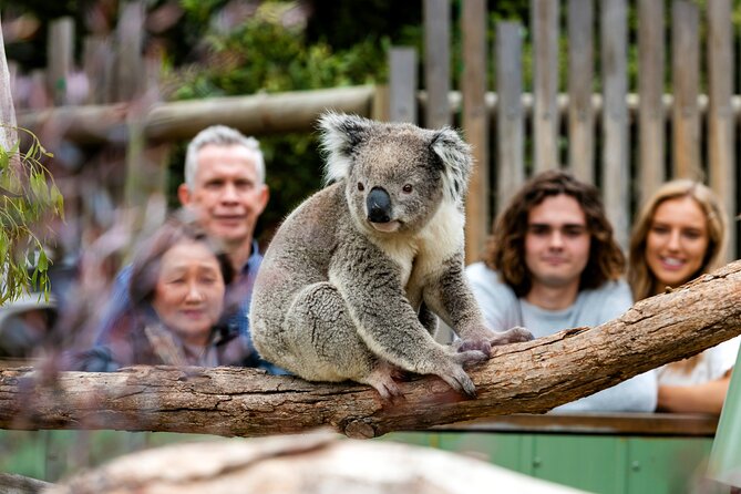 Full-Day Penguins and Wildlife Nature Experience from Melbourne - The Penguin Parade is magical, but general admission has limits