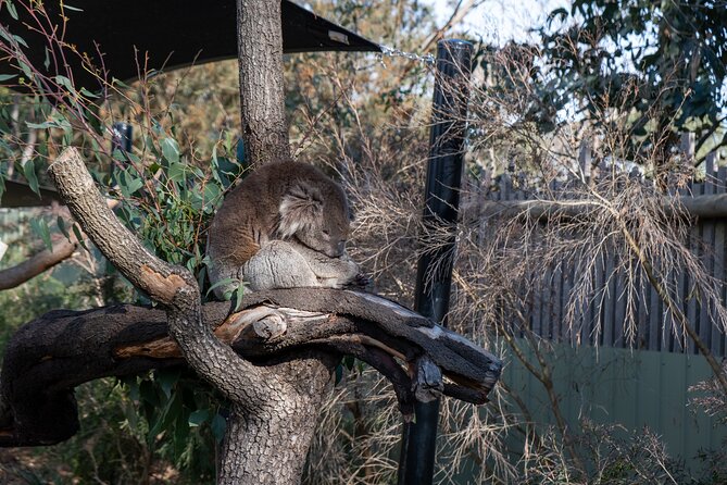 Full-Day Phillip Island Tour with Kangaroo, Koala and Penguin Parade - The Nobbies pairs volcanic rock with fur seals