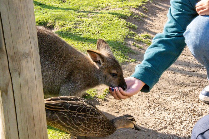 Full-Day Phillip Island Tour with Kangaroo, Koala and Penguin Parade - The bus ride is part of the bargain