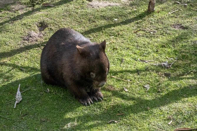 Full-Day Phillip Island Tour with Kangaroo, Koala and Penguin Parade - What the $104 price really covers