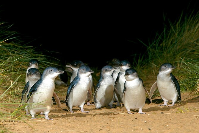 Full-Day Phillip Island Tour with Kangaroo, Koala and Penguin Parade - Woolamai Beach gives you a quick taste of the coast