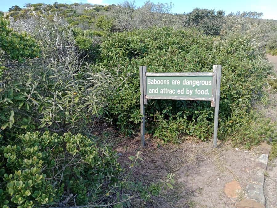 Full-Day Private Excursion: Cape of Good Hope and Penguins - From Bo-Kaap to Camps Bay