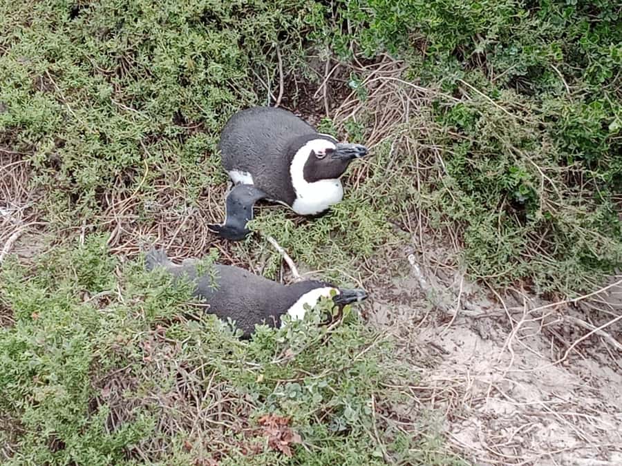 Full-Day Private Excursion: Cape of Good Hope and Penguins - Lunch and free time in Simon’s Town