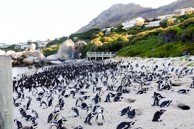 Full-Day Private Robben Island, Penguins & Cape of Good Hope Tour - Cape of Good Hope adds the classic peninsula view