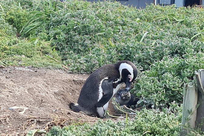 Full-Day Tour Stony Point Penguin Colony at Betty's Bay (up to 10 persons) - Lunch in Betty’s Bay, with the bill separate