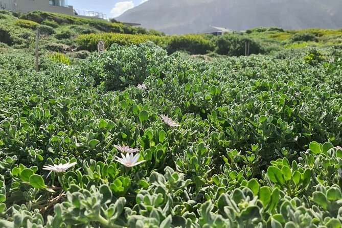 Full-Day Tour Stony Point Penguin Colony at Betty's Bay (up to 10 persons) - A private outing with Simon from IN2theCAPE