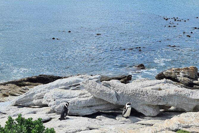 Full-Day Tour Stony Point Penguin Colony at Betty's Bay (up to 10 persons) - The photography service is a useful extra