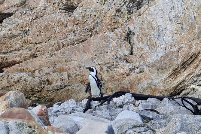 Full-Day Tour Stony Point Penguin Colony at Betty's Bay (up to 10 persons) - Walking the protected paths at Stony Point