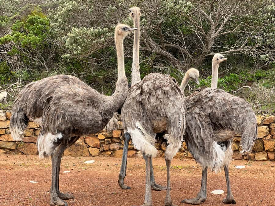 Fully Day Cape Of Good Hope, Penguins, Bo Kaap , Seals Tour - Key points to know before booking