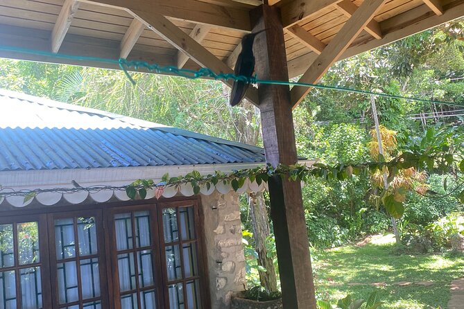 Great River Bamboo Rafting and Bird Sanctuary Combine Tour From Montego Bay - The limestone body massage is the clever extra