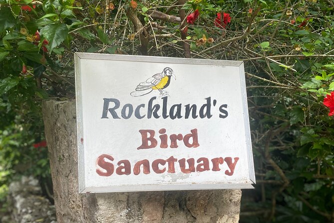 Great River Bamboo Rafting and Bird Sanctuary Combine Tour From Montego Bay - Why private transportation matters from Montego Bay