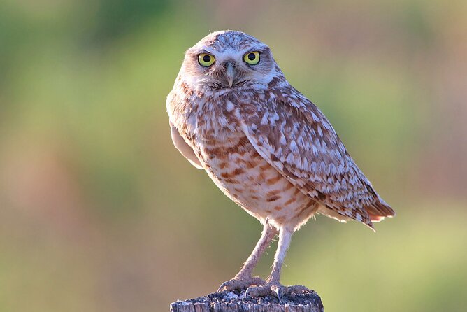 Great Salt Lake Birding and Nature Adventure - Key points to know before you book