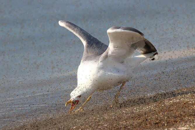 Great Salt Lake Birding and Nature Adventure - What the private format adds