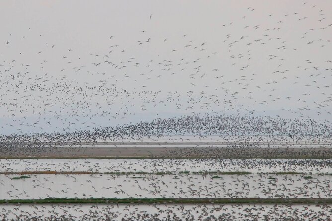 Great Salt Lake Birding and Nature Adventure - Price, timing, and what to pack