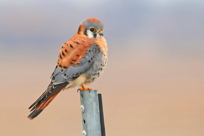 Great Salt Lake Birding and Nature Adventure - Who will get the most from this outing
