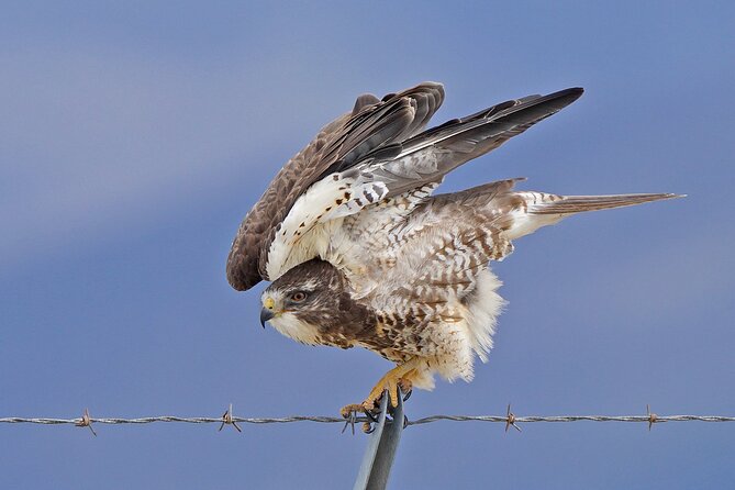 Great Salt Lake Birding and Nature Adventure - Is the Great Salt Lake Birding and Nature Adventure worth booking?