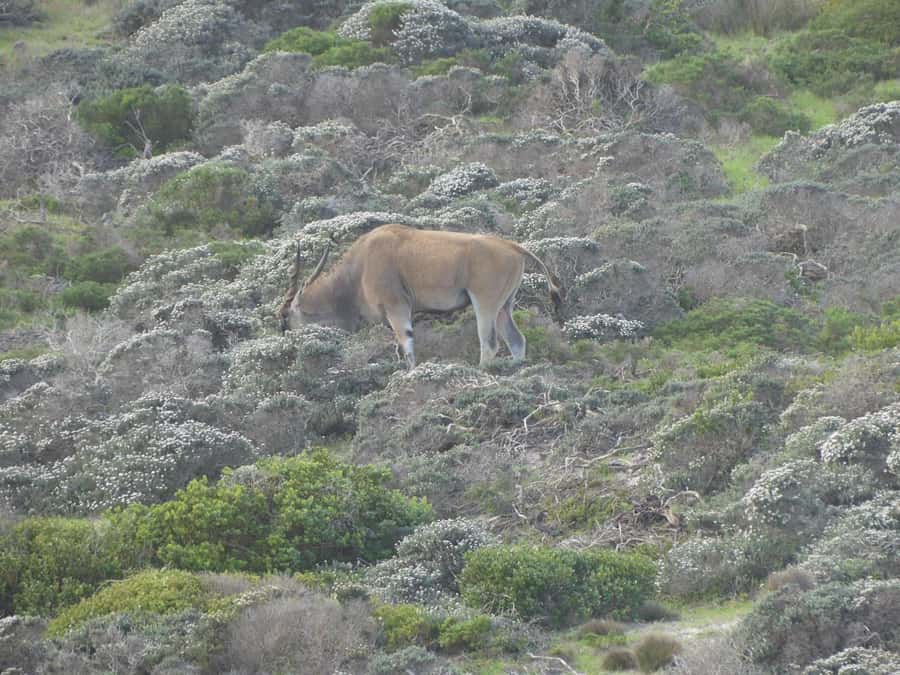 Group Tour of Cape of Good Hope and Boulders Beach Penguins - Bo-Kaap Starts the Morning With Color