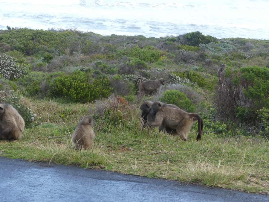 Group Tour of Cape of Good Hope and Boulders Beach Penguins - Hout Bay and the Road Toward Chapman’s Peak